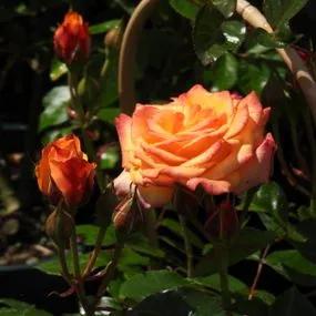 Redova Patio Climbing Rose (Rosa Redova) 4